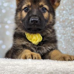 German Shepherd Puppies from Raven Oak's Shepherds
