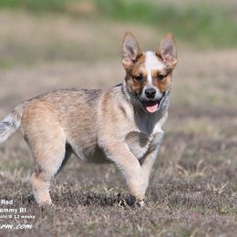 Australian Cattle Dog and Labrador Retriever Puppies from Lakylu Kennels