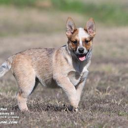 Australian Cattle Dog and Labrador Retriever Puppies from Lakylu Kennels