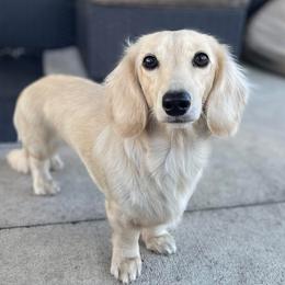Moët - Dachshund