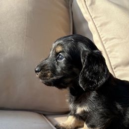 Lucky - Black and cream male Dachshund puppy in Massies Mill, Virginia from Pigeon Hill Dachshunds