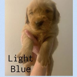 Light Blue - Dark golden male Golden Retriever puppy in Mountain Home, Idaho from Poppy's Garden Golden Retrievers
