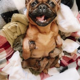 French Bulldog Puppies from Ford Frenchies