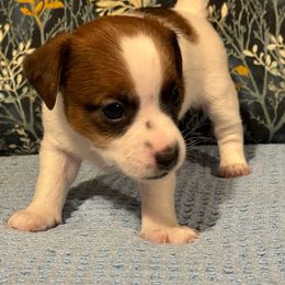Jack Russell Terriers from Maestro Jacks