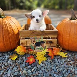 Bellagio - Gray and white female American Corgi puppy in Cameron, North Carolina from Butts Family Corgis