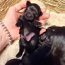 Luna - Black female Yorkipoo puppy in Cameron, South Carolina from Sassy Sailor & Company