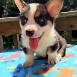 Cantore - Black and white male Cardigan Welsh Corgi puppy in Bland, Missouri from Shadey Lane Corgis