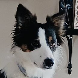 Polly - Border Collie
