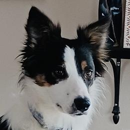 Polly - Border Collie