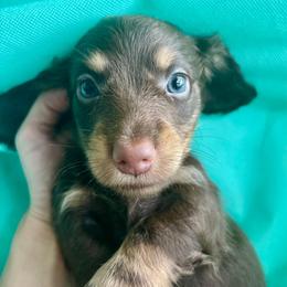 Orion - Chocolate and cream male Dachshund puppy in Bradenton, Florida from Leah’s Suncoast Doxies