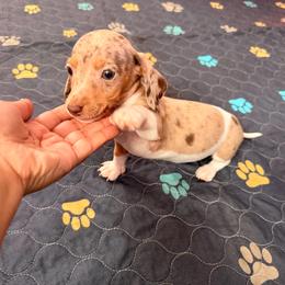 Poppy - Dapple female Dachshund puppy in Magnolia, Texas from Carrie’s Countryside Dachshunds