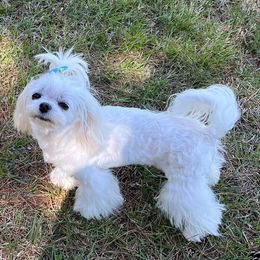Lady - Maltese