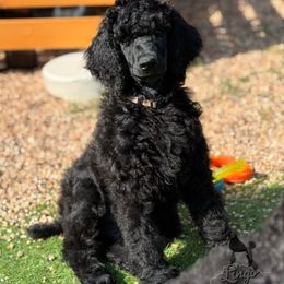 Bruce Lee - Black male Poodle puppy in Nederland, Texas from Lingo Standard Poodles