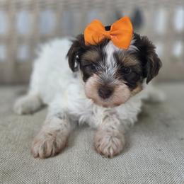 Cookie - Tri-color female Bernedoodle puppy in Decatur, Tennessee from Diamond's Doodles