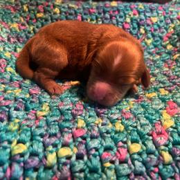 Pink Girl - Red  female Goldendoodle puppy in Richmond, Kentucky from The Doting Doodle