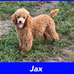 Jax - Poodle