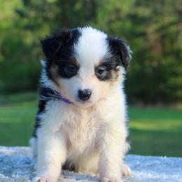 Tulip - Black tri female Toy Australian Shepherd puppy in Bauxite, Arkansas from J and B Mini Aussies