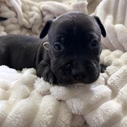 Rhea - Blue female American Pit Bull Terrier puppy in Frederick, Maryland from •Wyngate Pits•