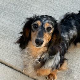 Greyson - Dachshund