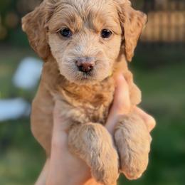 Yellow Girl - Apricot female Australian Labradoodle puppy in Bend, Oregon from High Desert Labradoodles