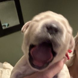 Golden Retriever Puppies from Hagan's Golden Retrievers