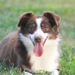 Miniature Australian Shepherds and Toy Australian Shepherds from Riverbark