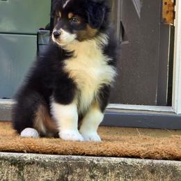 Australian Shepherd Puppies from Rockhill Australian Shepherds