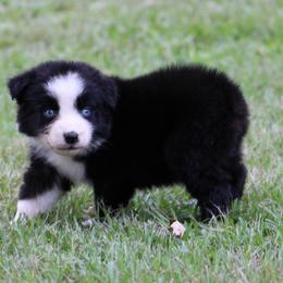 Black Tri Male 2 - Black tri-color male Australian Shepherd puppy in Northport, Alabama from Sipsey River Australian Shepherds