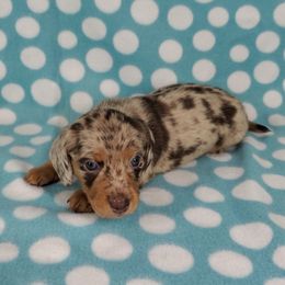 Dachshund Puppies from Newbern's Nuggets