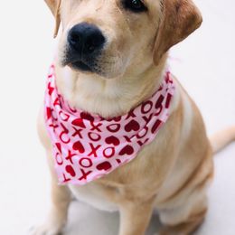 Labrador Retriever All Grown Up from Everlasting Labradors