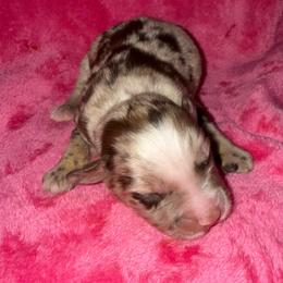 Rosie - Red merle female Miniature Australian Shepherd puppy in Godley, Texas from Bradley Kennels