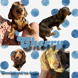 Cherry - Dachshund