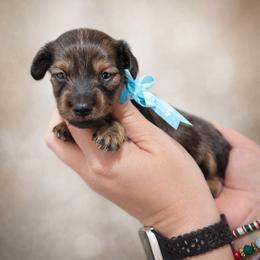 Girl - Cream female Dachshund puppy in Winter Haven, Florida from Davidson's Dachshunds