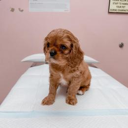 Applejack - Ruby male Cavalier King Charles Spaniel puppy in Mayo, Florida from Kingston’s Cavaliers