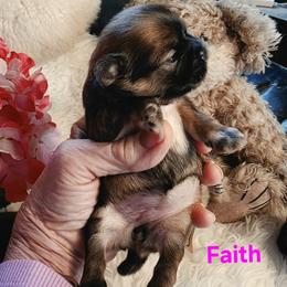 Faith - Red female Shih Tzu puppy in Center Point, Iowa from Puppies in a Box Shih tzus