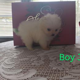 Boy 3 - Cream male Pomeranian puppy in Tabor City, North Carolina from Southern Palmetto Pomeranians