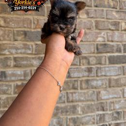 Girl 1 - Black and tan female Yorkshire Terrier puppy in Mobile, Alabama from Ace of Spades Yorkies