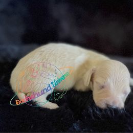 Cepheus - Cream male Dachshund puppy in Peyton, Colorado from Dachshund Universe