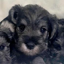 Maverick - Salt and pepper male Miniature Schnauzer puppy in Atlanta, Georgia from Axcium Miniature Schnauzers