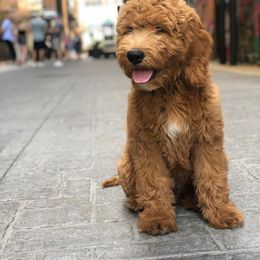 Goldendoodle Puppies from Doodle Devotion
