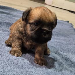 Clifford - Red male Brussels Griffon puppy in Croswell, Michigan from Pine Haven Brussels Griffons LLC
