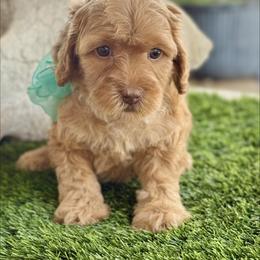 Purple collar - Caramel female Australian Labradoodle puppy in Anderson, California from Shaggy Doodles