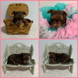 Sable Female - Chocolate and tan female Yorkshire Terrier puppy in Bonney Lake, Washington from Enchanted Yorkies