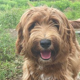 Australian Cobberdog Puppies from Faberge Australian Cobberdogs