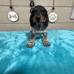 Dachshund Puppies from TLC Mini Dachshunds