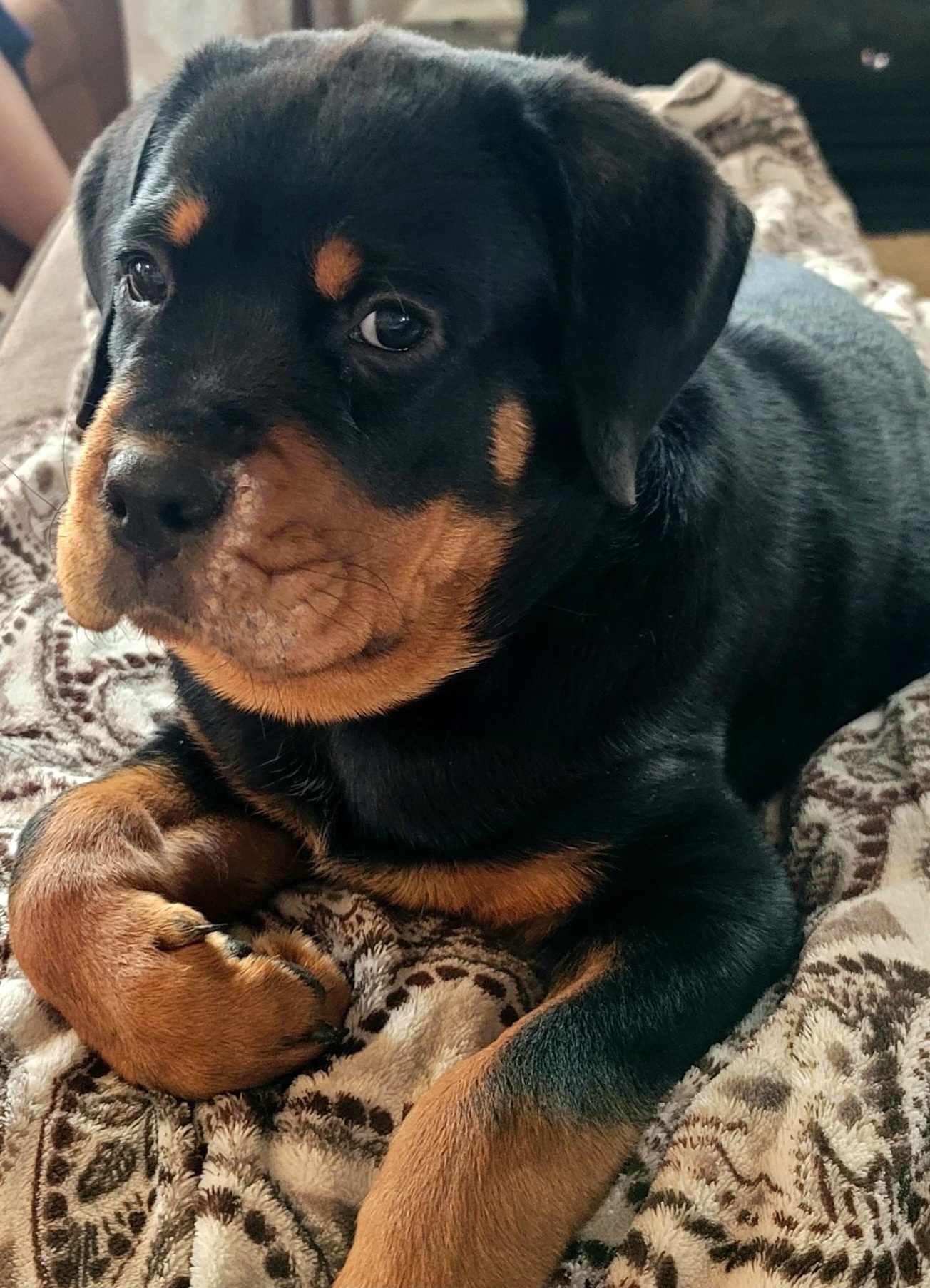 Rottweiler Puppies from Vom Gryphonberg