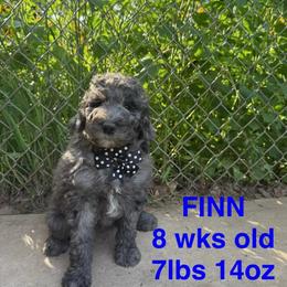 Cockapoo and Goldendoodle Puppies from Diva’s Darling Doodles