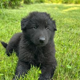Kelp (Green) - Black male Belgian Sheepdog puppy in Franklin, West Virginia from Wildmour K9