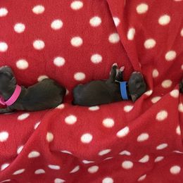 Miniature Schnauzer Puppies from Swedenburg Schnauzers