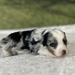 Romeo - male Australian Mountain Doodle puppy in Lincoln, Nebraska from GRand Doodles